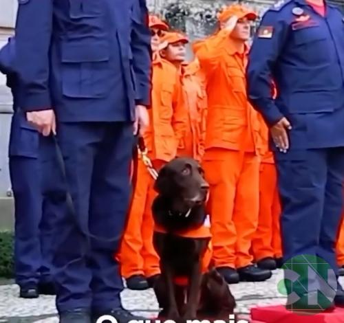 Após quase uma década de serviços prestados ao Corpo de Bombeiros Militar do Rio Grande do Sul (CBMRS), o labrador de busca e salvamento Guapo irá se aposentar