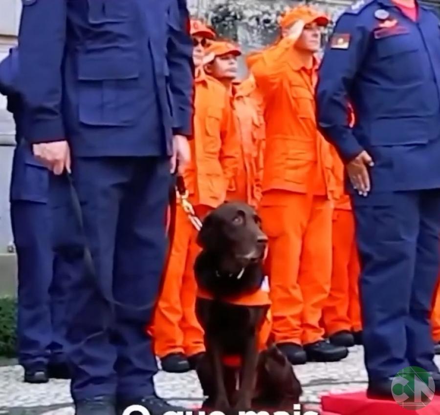 Após quase uma década de serviços prestados ao Corpo de Bombeiros Militar do Rio Grande do Sul (CBMRS), o labrador de busca e salvamento Guapo irá se aposentar