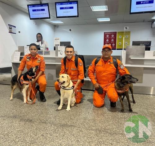 Maranhão envia cadelas de resgate para missão humanitária no Rio Grande do Sul